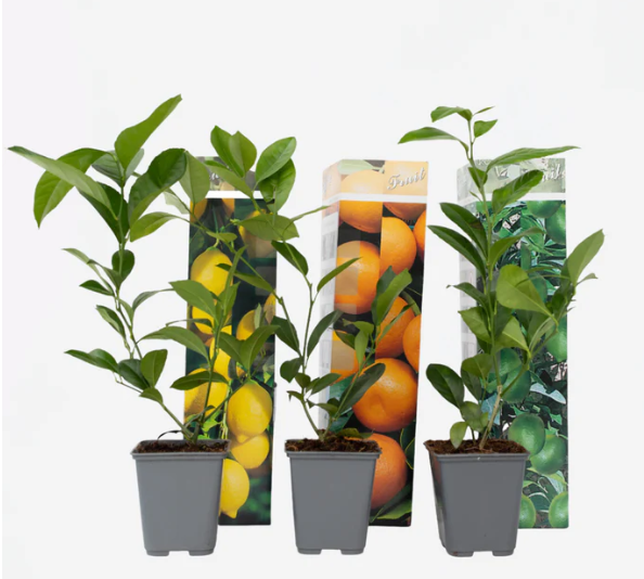 Mélange d'Agrumes - Lot de 3 - Citron, Citron Vert, Orange