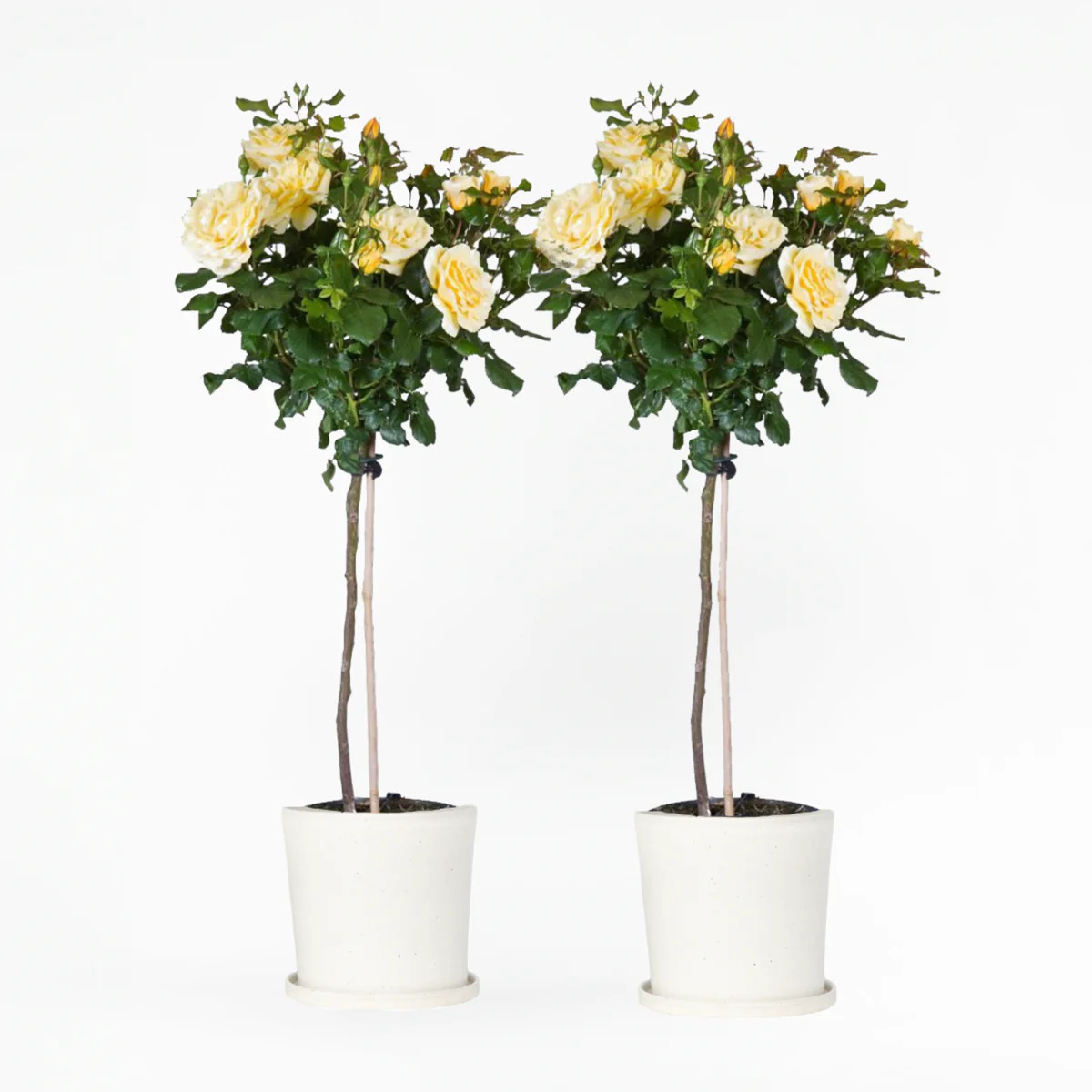 Rosa Palace 'Mysore' - Lot de 2 - Rosier étendard jaune