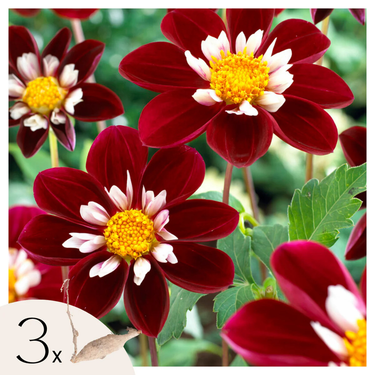 Dahlia 'Mary Evelyn' - Lot de 3 - Rouge