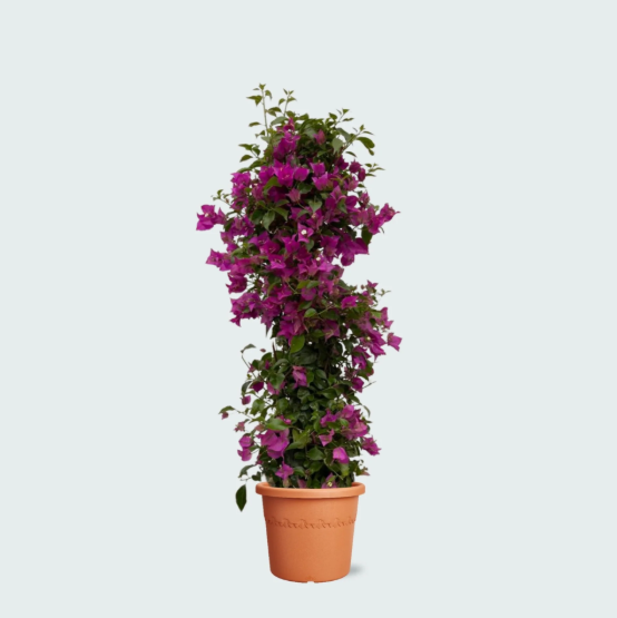 Bougainvillier Pyramidal - 80cm
