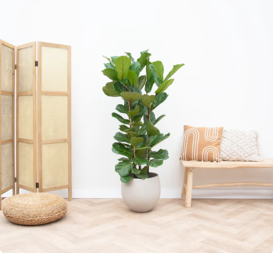 Buisson Ficus Lyrata - 155cm